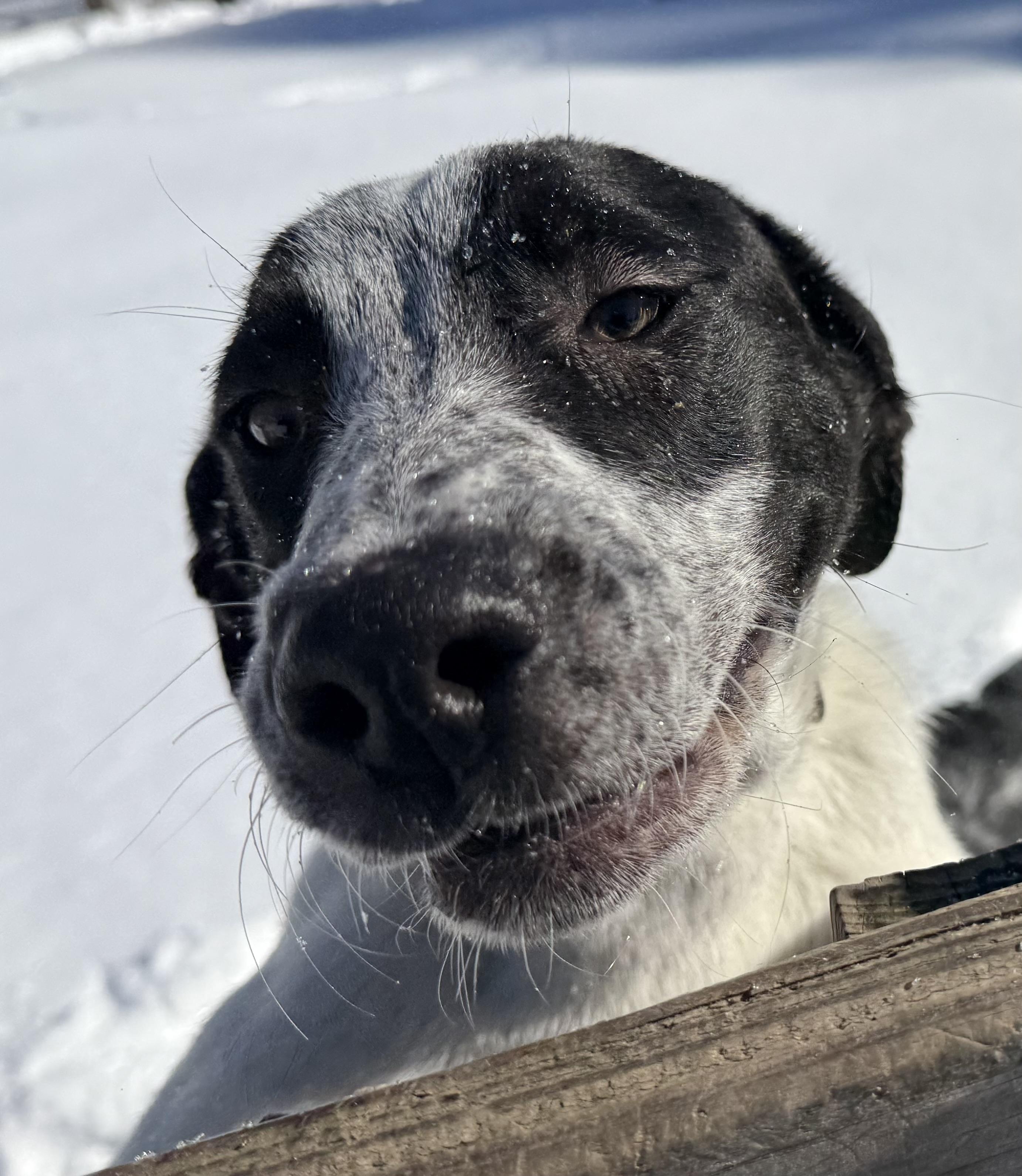 Enlarge Sonny, a ADOPTABLE mixed breed in Carver, MA image 2/2