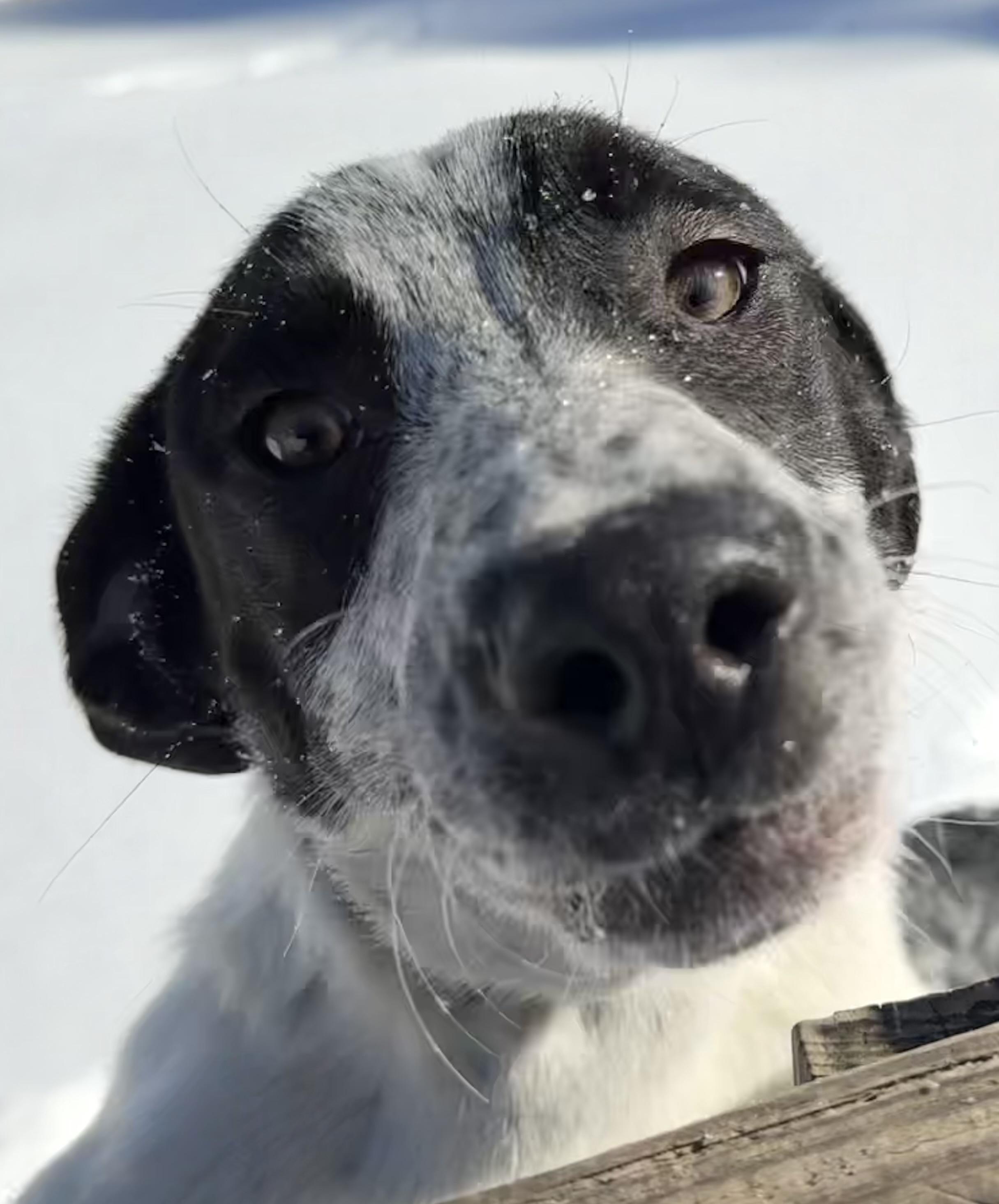 Enlarge Sonny, a ADOPTABLE mixed breed in Carver, MA image 1/2