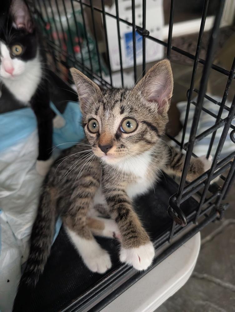 Lester, Adoptable, Kitten Male Domestic Short Hair.