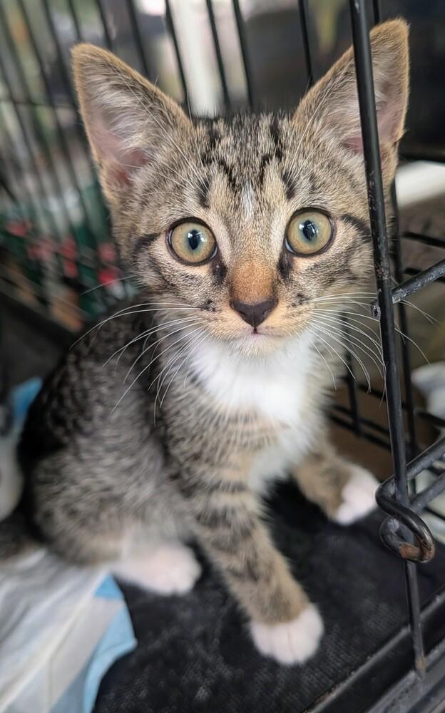 Enlarge Lester, a Adoptable Domestic Short Hair in Louisa, VA image 3/4