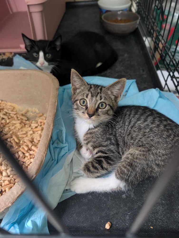 Enlarge Lester, a Adoptable Domestic Short Hair in Louisa, VA image 4/4