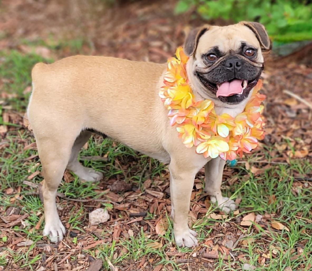 Sophie, ADOPTABLE, Adult Female French Bulldog & Pug.