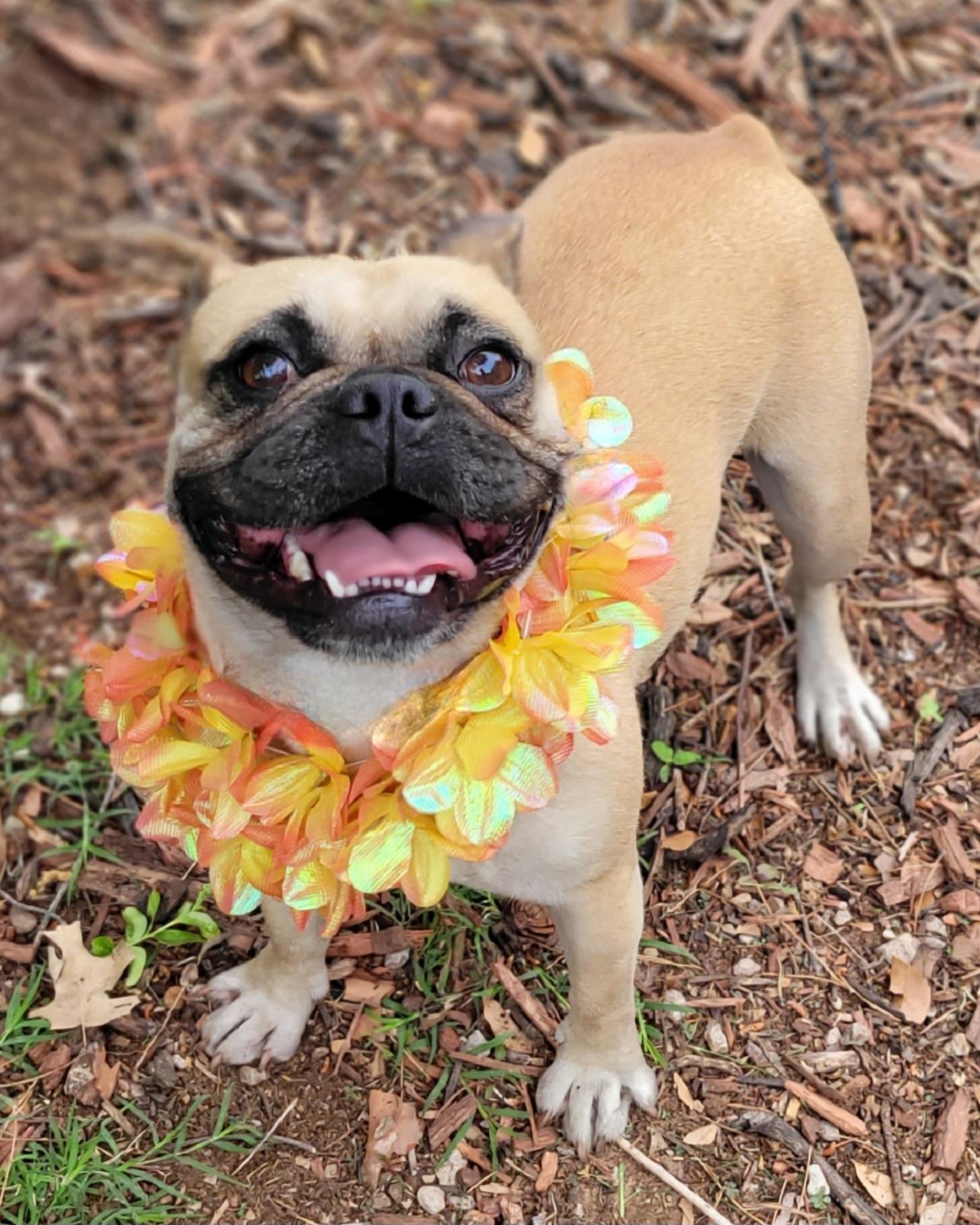 Enlarge Sophie, a ADOPTABLE mixed breed in Vernon, TX image 5/5