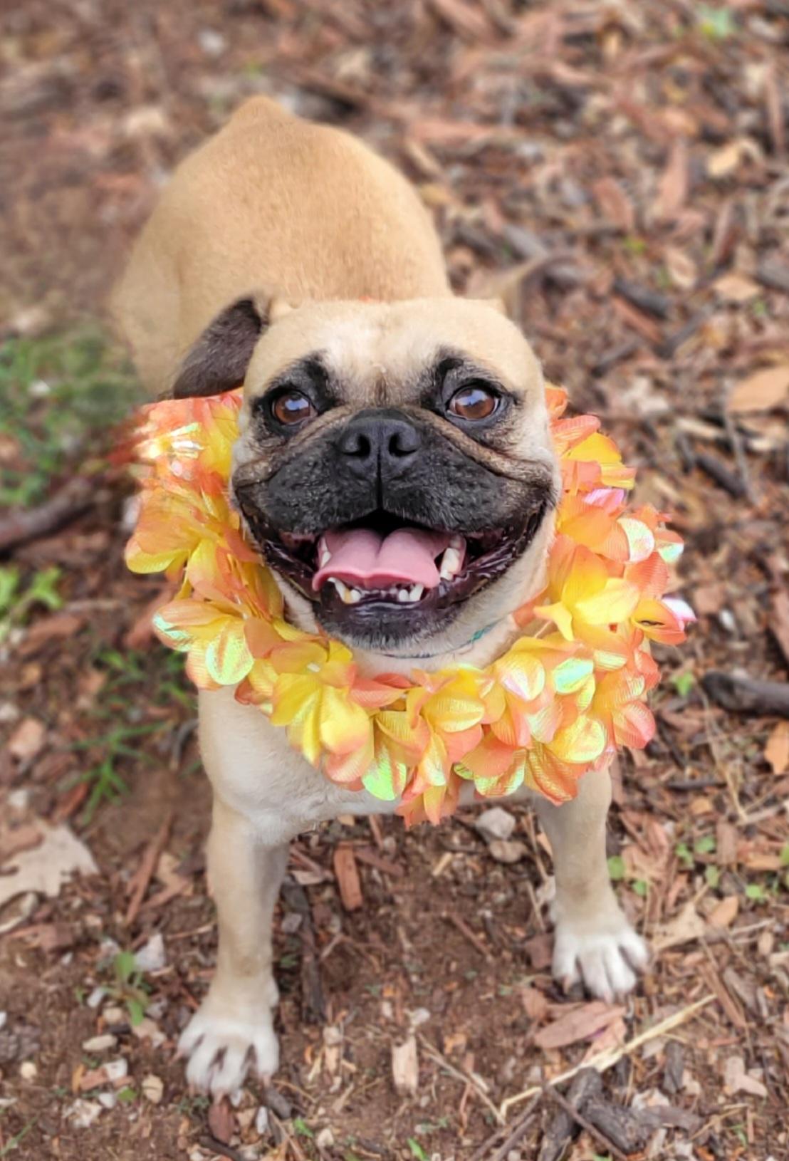 Enlarge Sophie, a ADOPTABLE mixed breed in Vernon, TX image 2/5