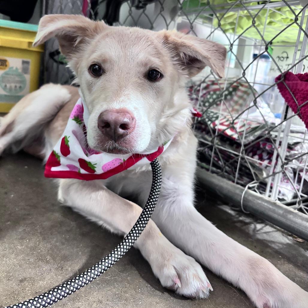 Enlarge Parker, a Adopted Mixed Breed in Bismarck, ND image 1/6