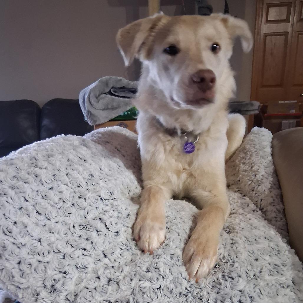 Enlarge Parker, a Adopted Mixed Breed in Bismarck, ND image 2/6