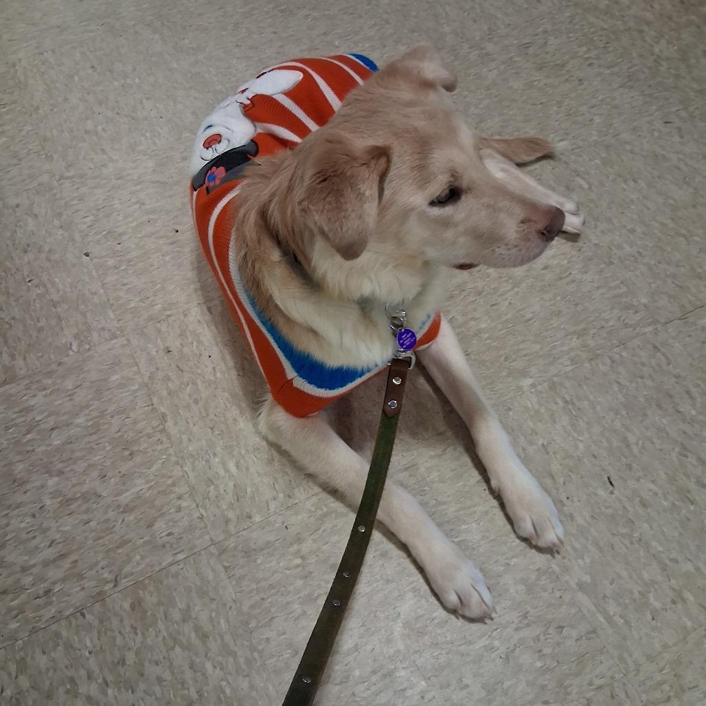 Enlarge Parker, a Adopted Mixed Breed in Bismarck, ND image 4/6