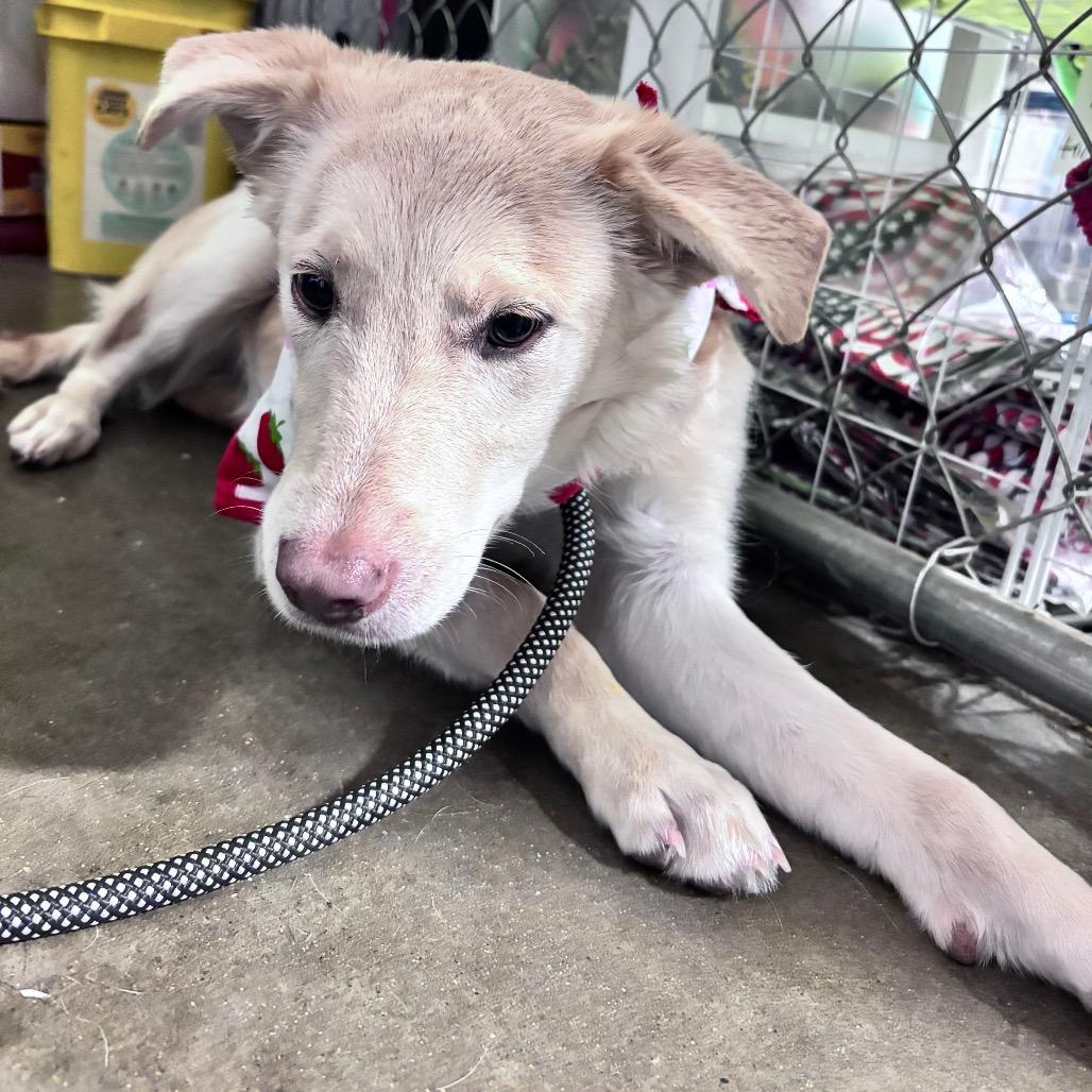 Enlarge Parker, a Adopted Mixed Breed in Bismarck, ND image 5/6