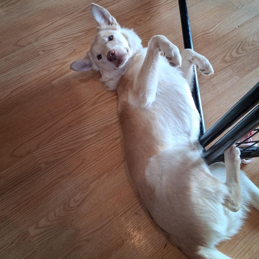 Enlarge Parker, a Adopted Mixed Breed in Bismarck, ND image 6/6