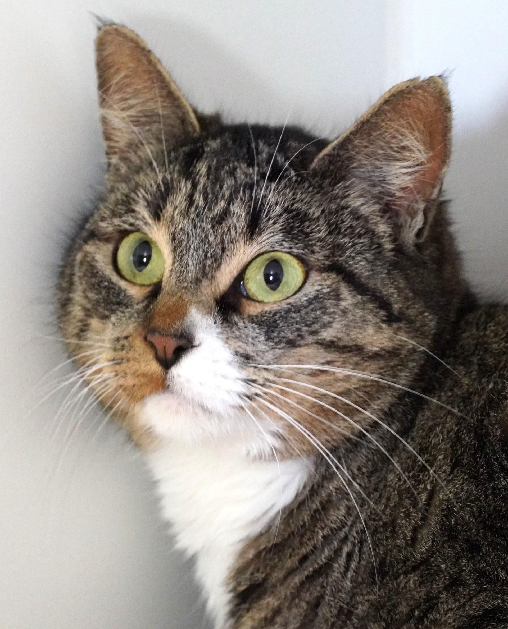 Smitten, Adoptable, Young Female Domestic Short Hair.