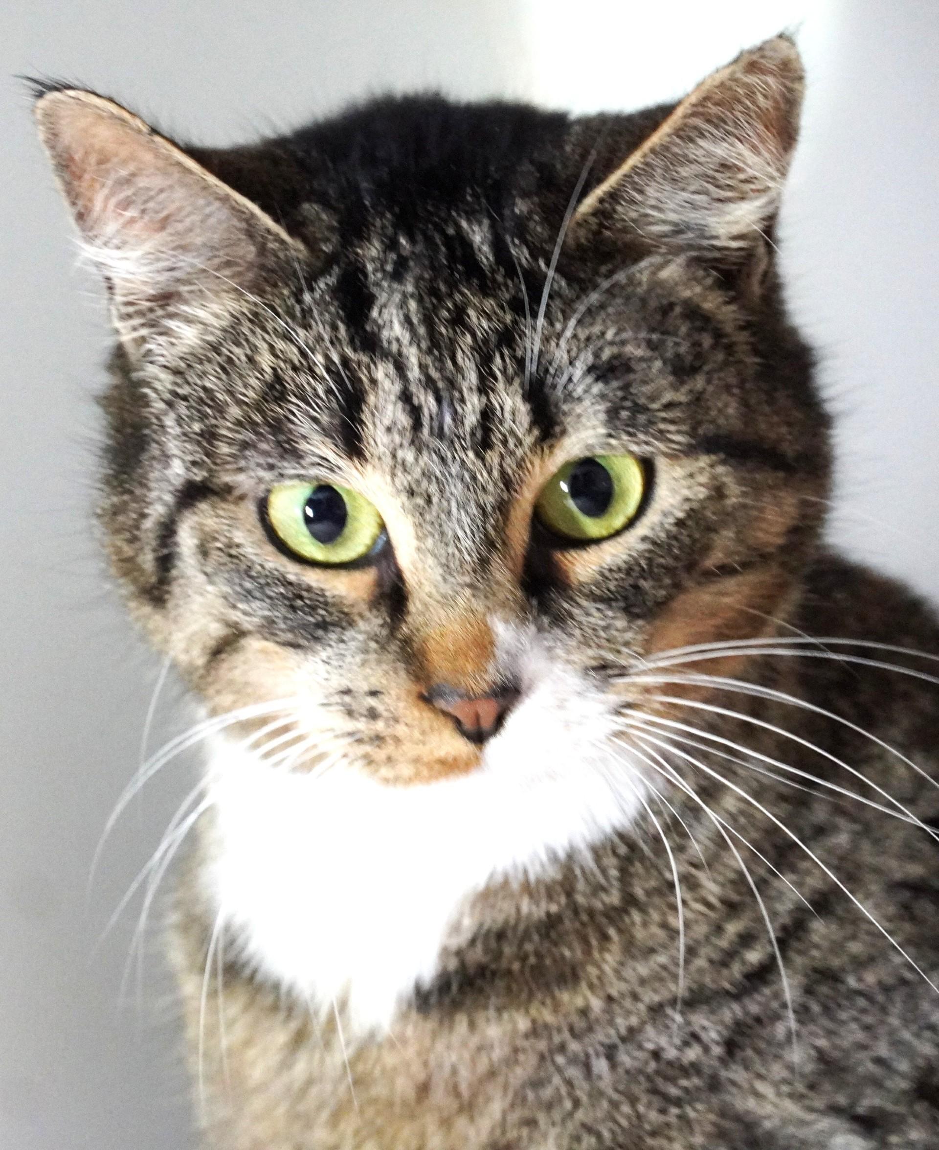 Smitten, a Adoptable mixed breed in Grants Pass, OR image 2/2