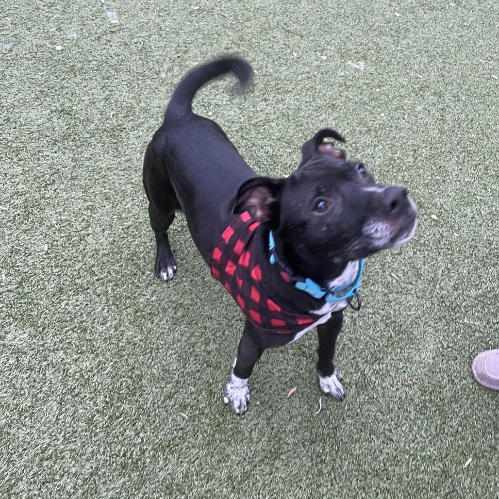 Enlarge Scottie, a Adoptable mixed breed in Charlottesville, VA image 2/6