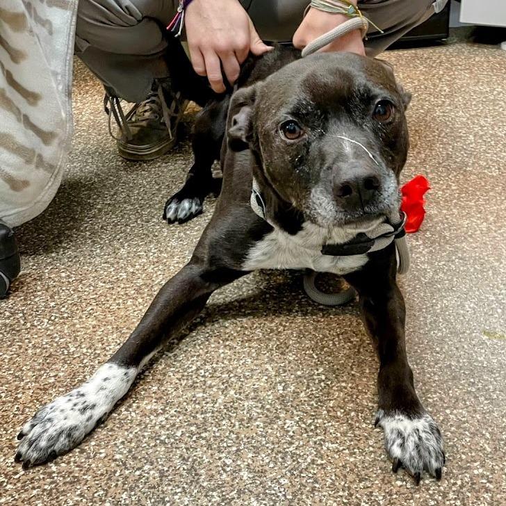 Enlarge Scottie, a Adoptable mixed breed in Charlottesville, VA image 3/6