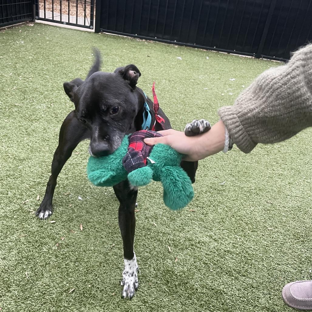 Enlarge Scottie, a Adoptable mixed breed in Charlottesville, VA image 5/6