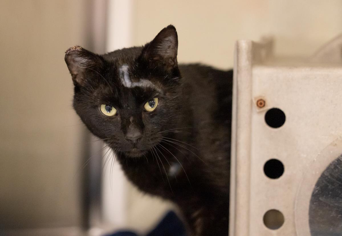 Enlarge Dos, a Adoptable mixed breed in Lincoln, CA image 1/2