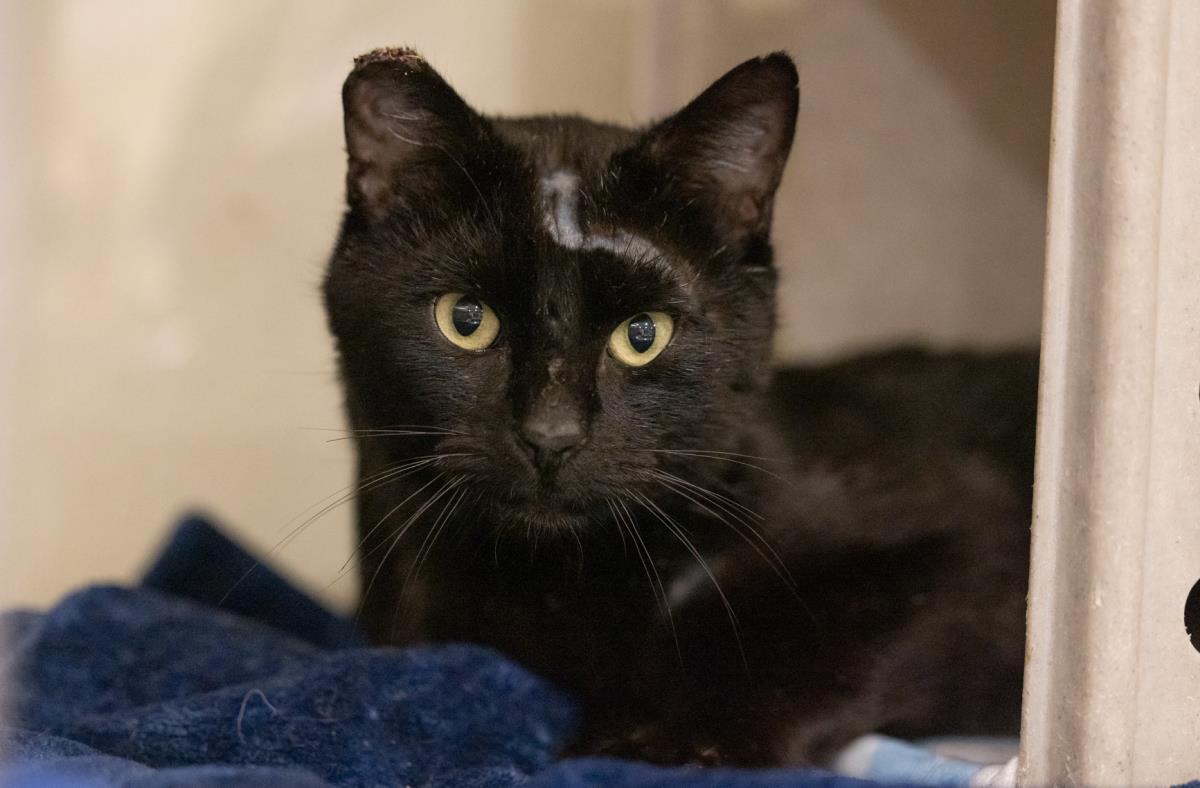 Enlarge Dos, a Adoptable mixed breed in Lincoln, CA image 2/2