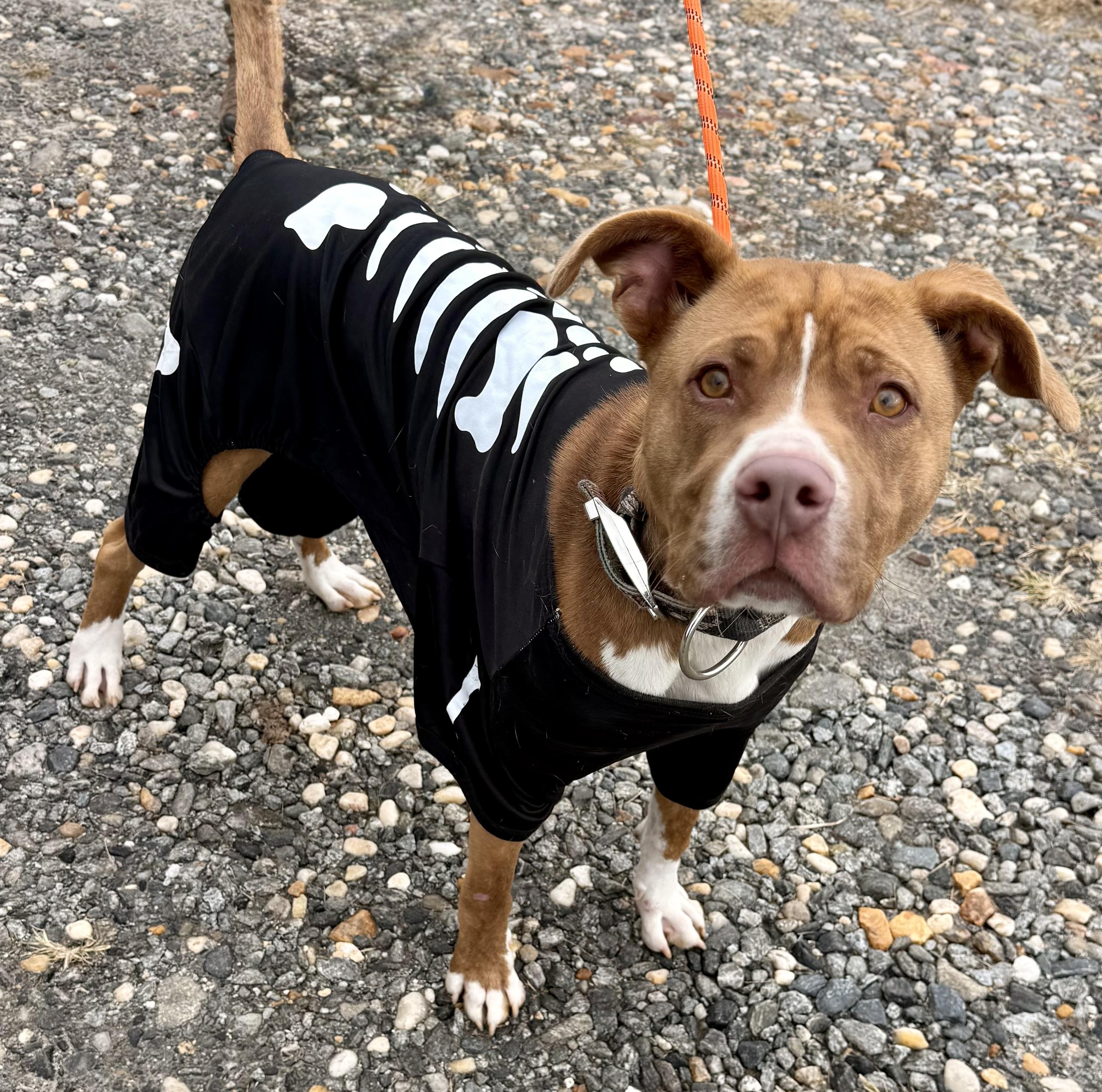 Remington (Remi), a Adoptable mixed breed in sparta, NC image 3/5