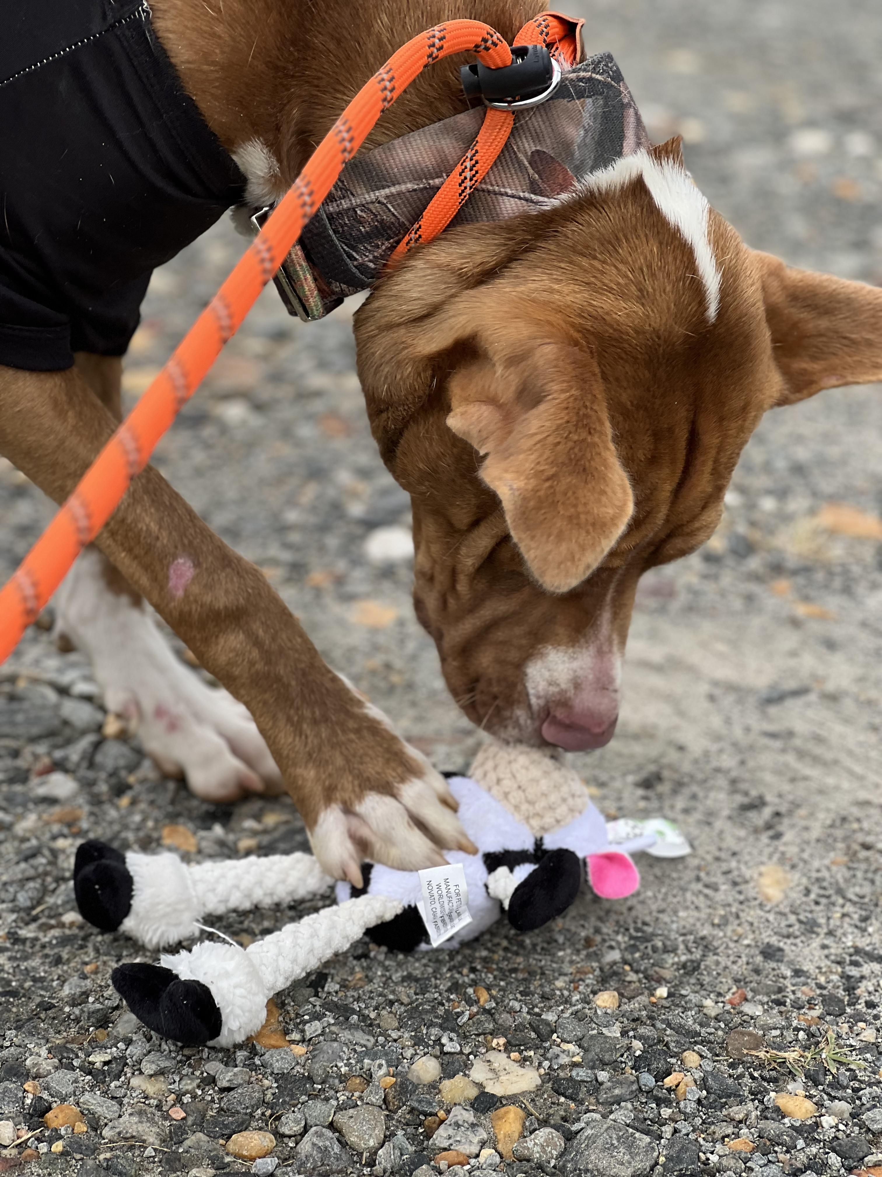 Remington (Remi), a Adoptable mixed breed in sparta, NC image 4/5