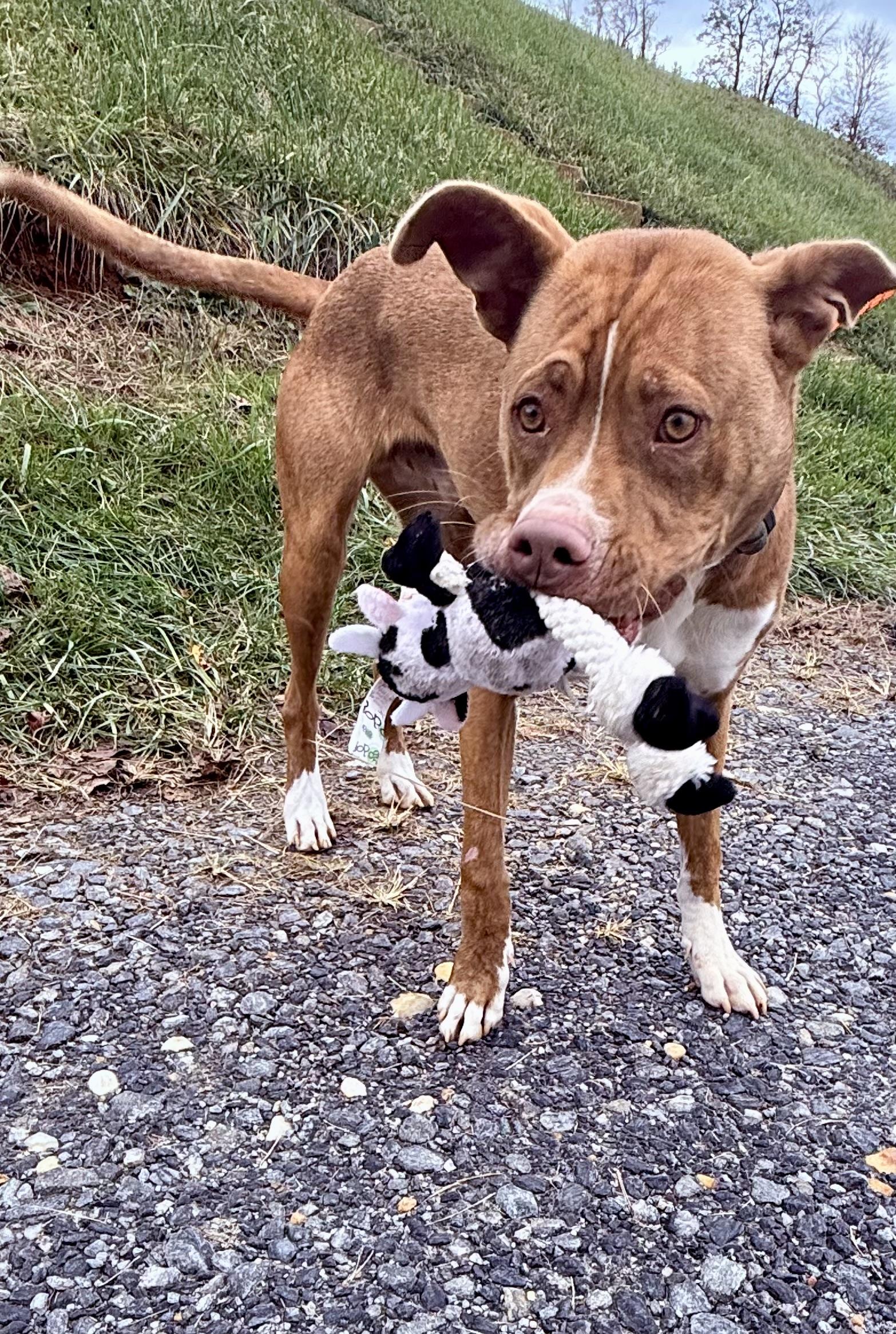 Remington (Remi), a Adoptable mixed breed in sparta, NC image 5/5