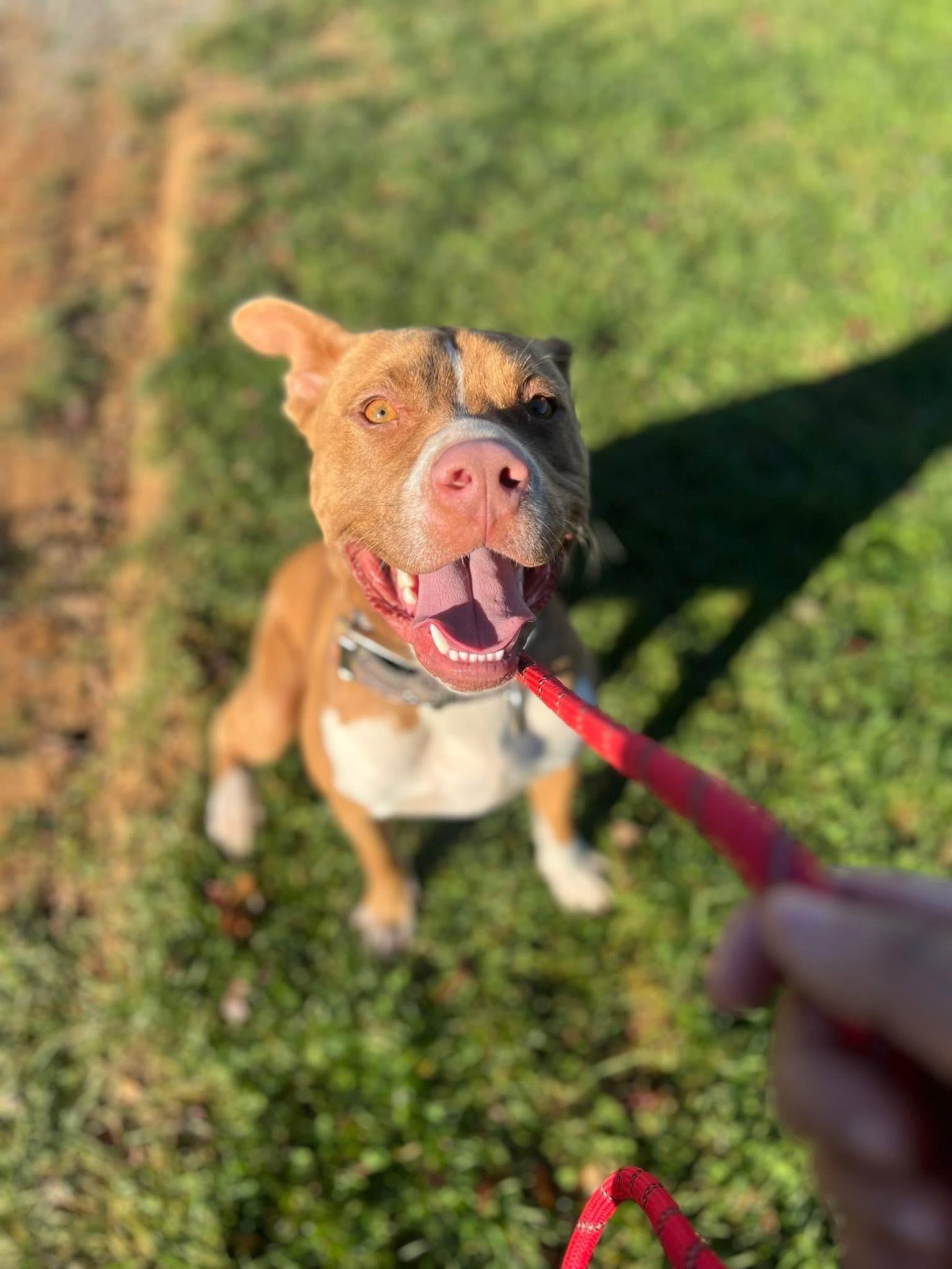 Remington (Remi), a Adoptable mixed breed in sparta, NC image 1/5