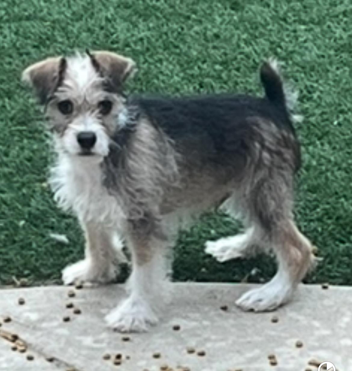 Pickles, adopted, Puppy Male Miniature Schnauzer.