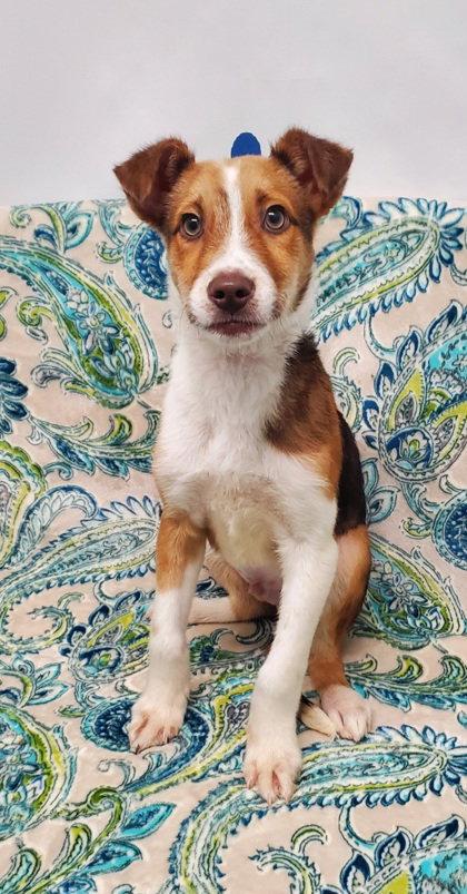 Enlarge Naveen (7007), a Adoptable mixed breed in Lake City, MI image 1/1