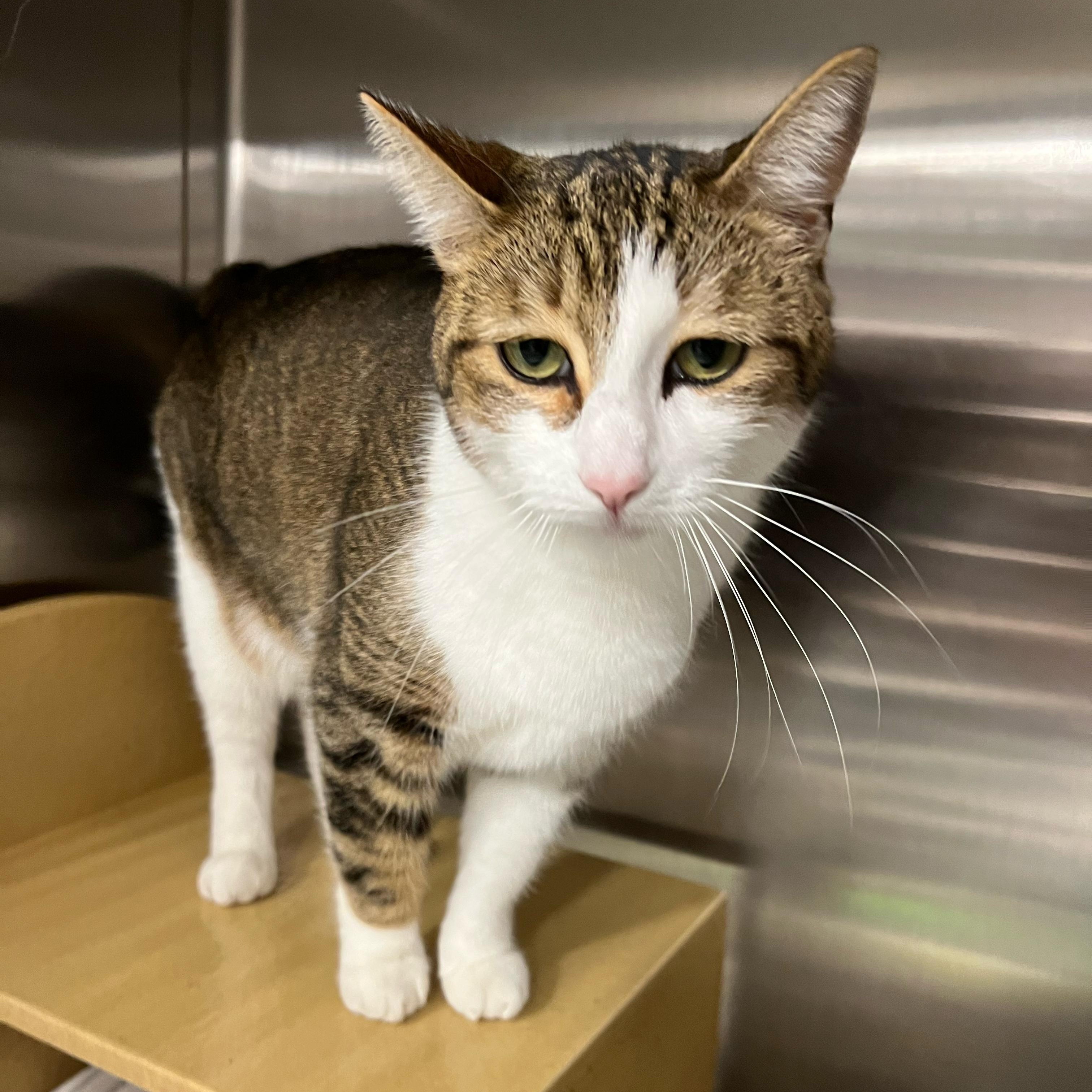 Enlarge Blessing, an adoptable Tabby in San Juan Capistrano, CA image 3/4