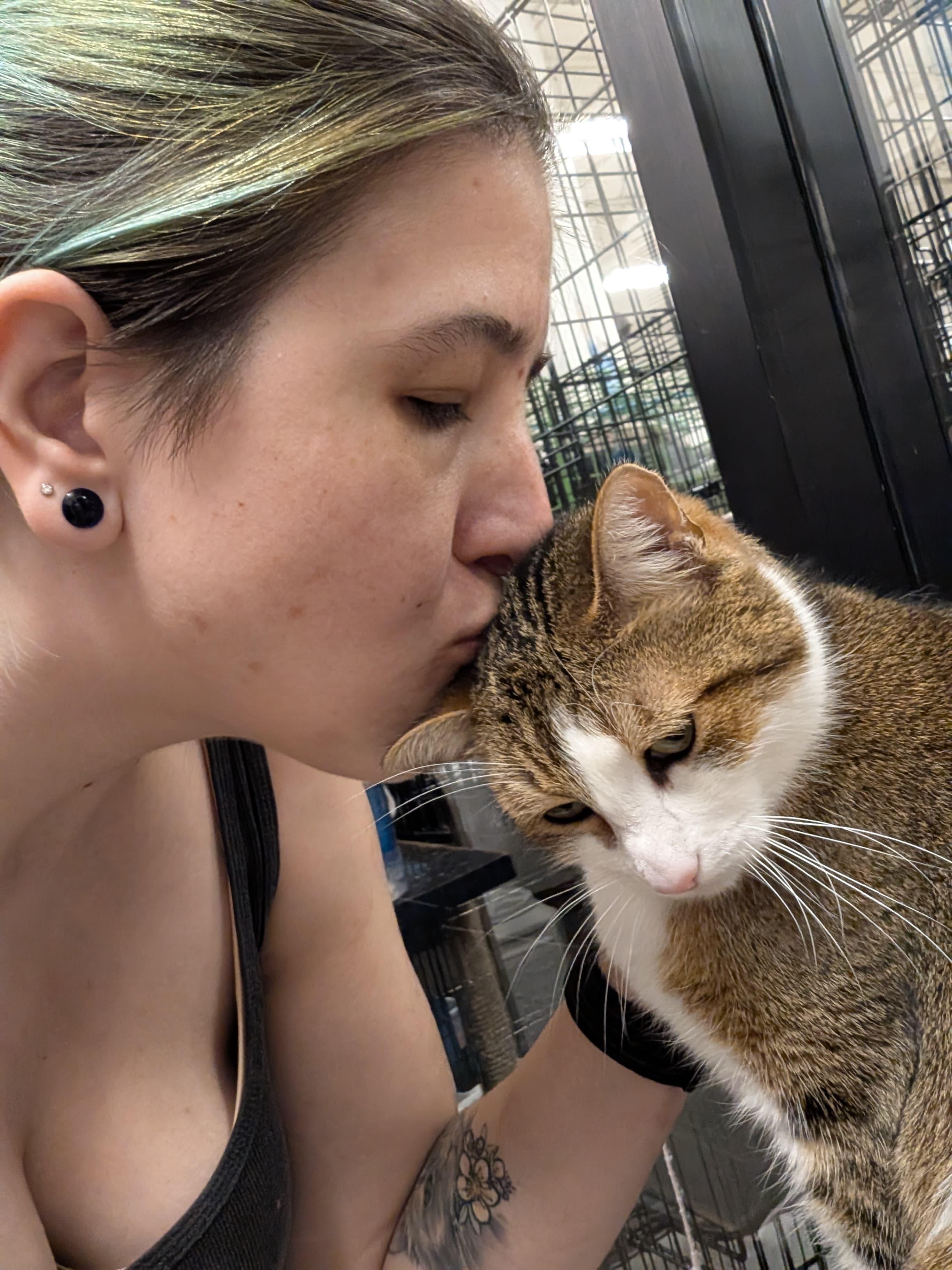 Enlarge Blessing, an adoptable Tabby in San Juan Capistrano, CA image 6/6