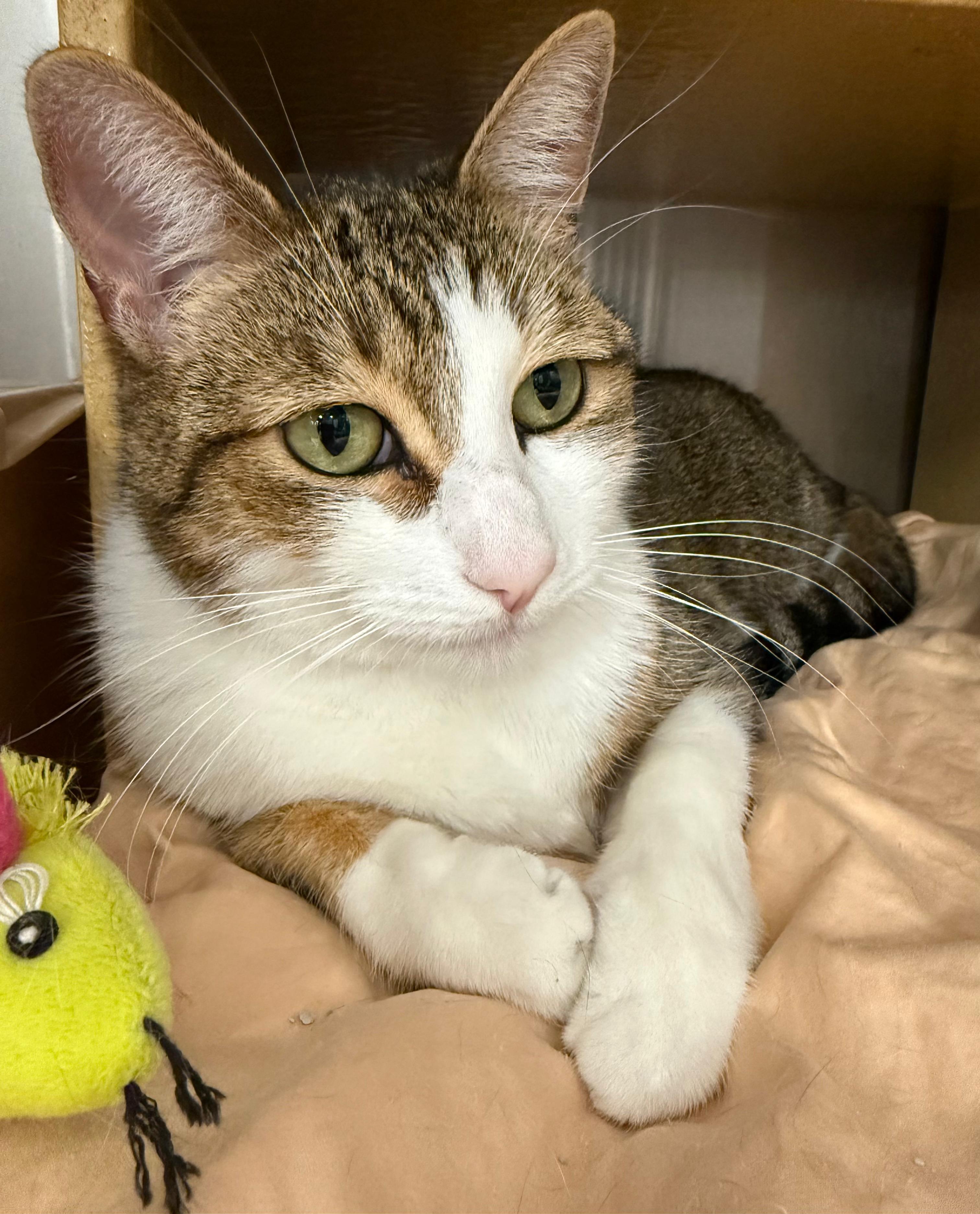 Enlarge Blessing, an adoptable Tabby in San Juan Capistrano, CA image 2/6