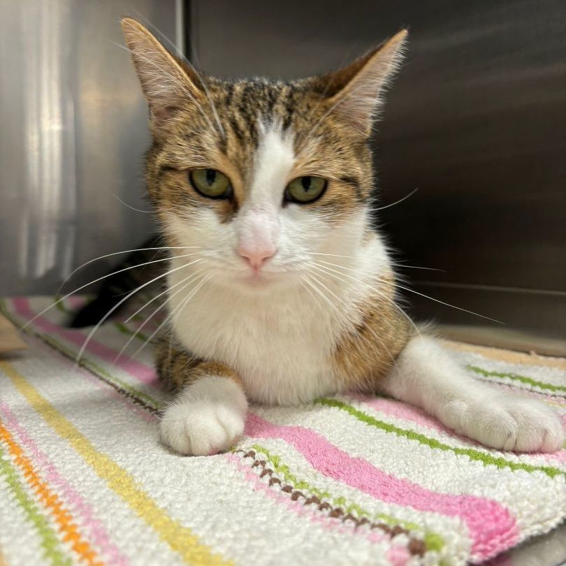 Enlarge Blessing, an adoptable Tabby in San Juan Capistrano, CA image 2/2