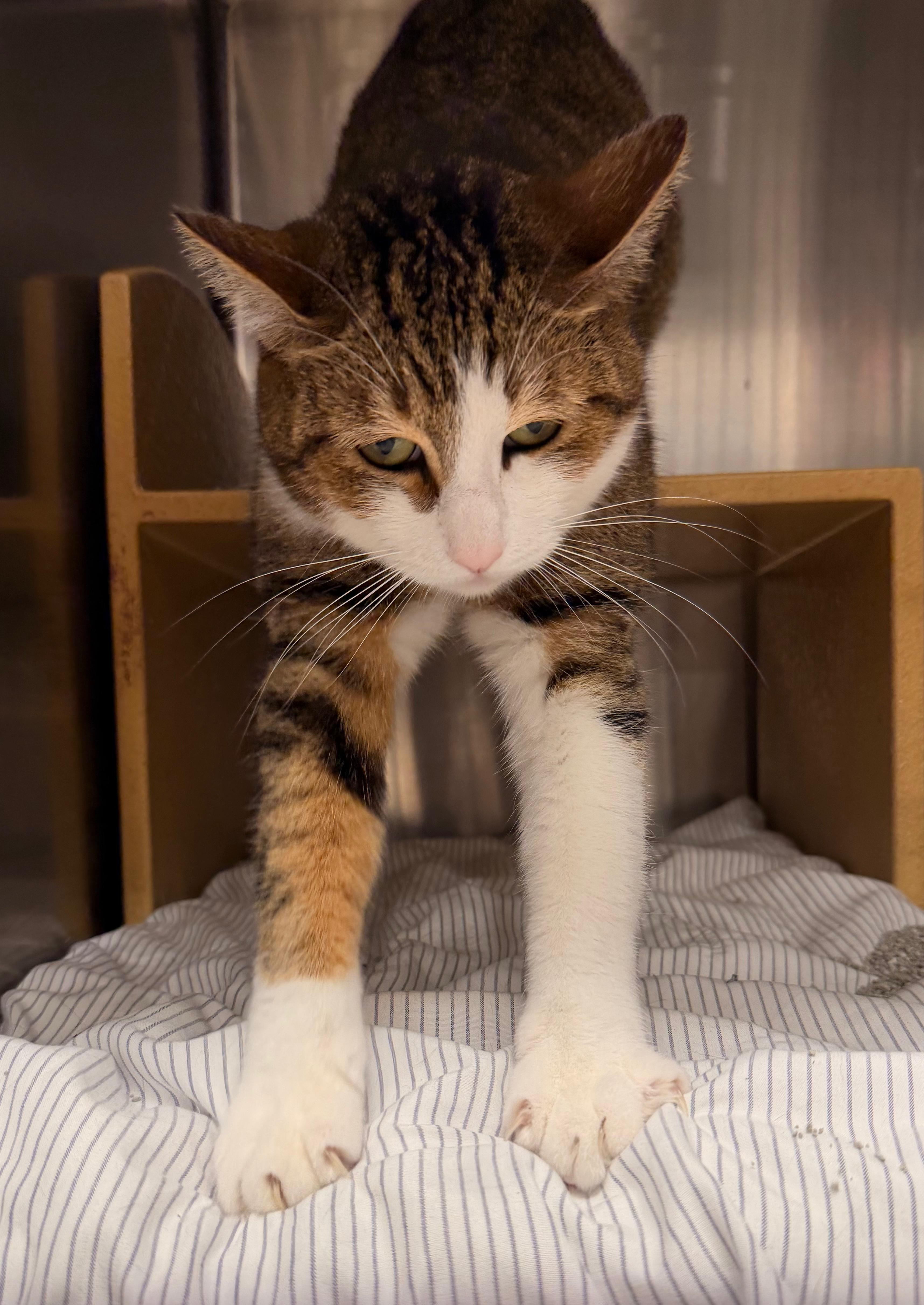 Enlarge Blessing, an adoptable Tabby in San Juan Capistrano, CA image 4/6