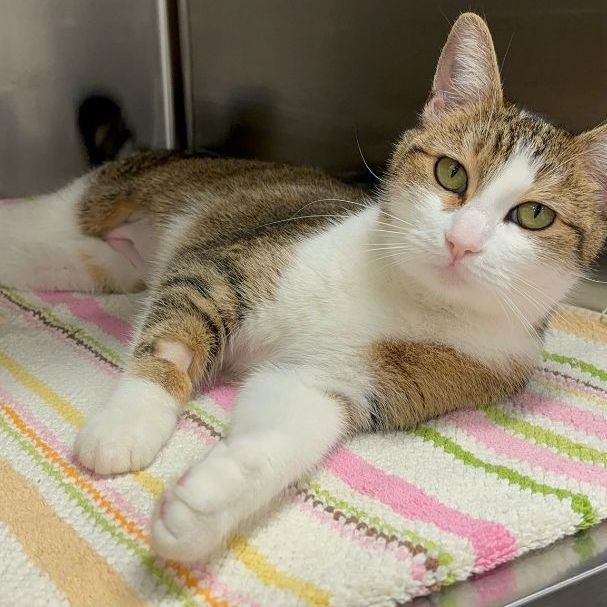 Blessing, adoptable, Adult Female Tabby.