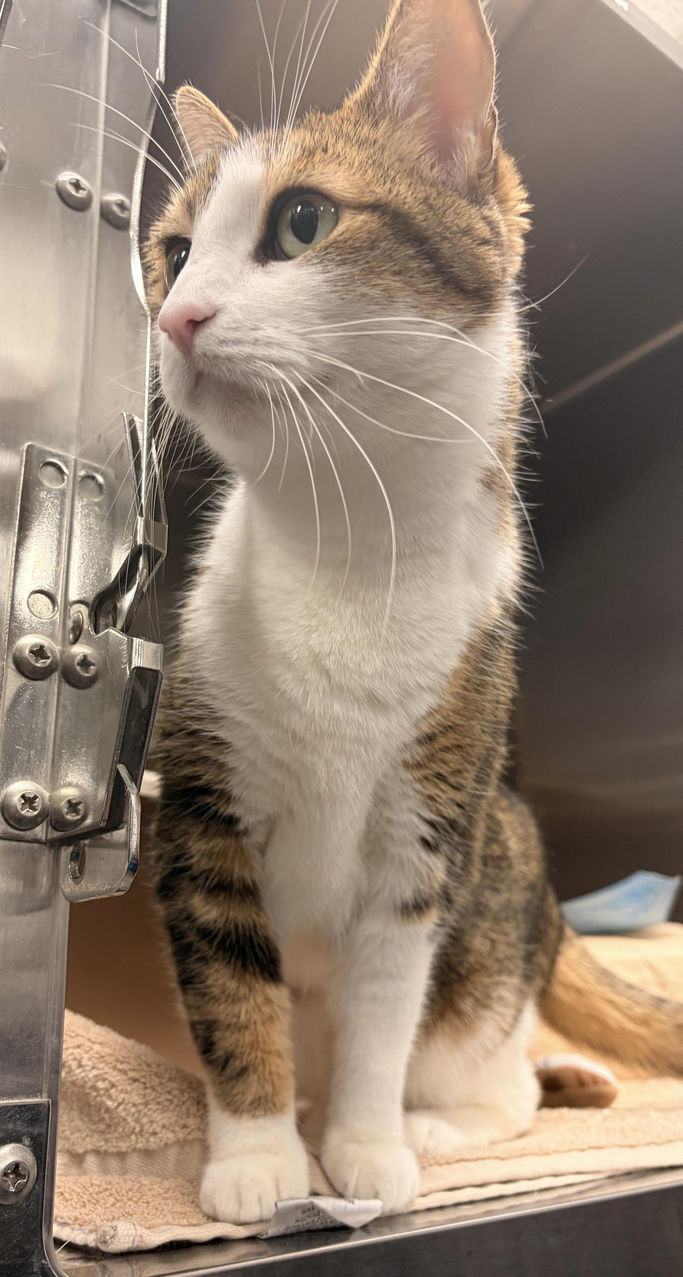 Enlarge Blessing, an adoptable Tabby in San Juan Capistrano, CA image 5/6