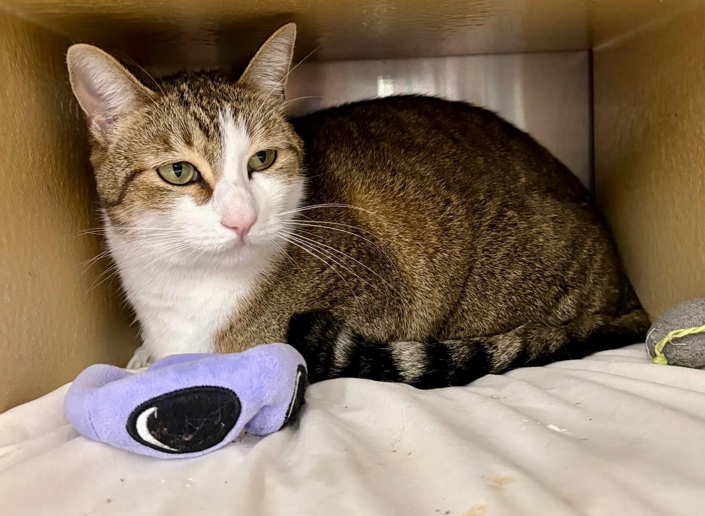 Enlarge Blessing, an adoptable Tabby in San Juan Capistrano, CA image 4/4