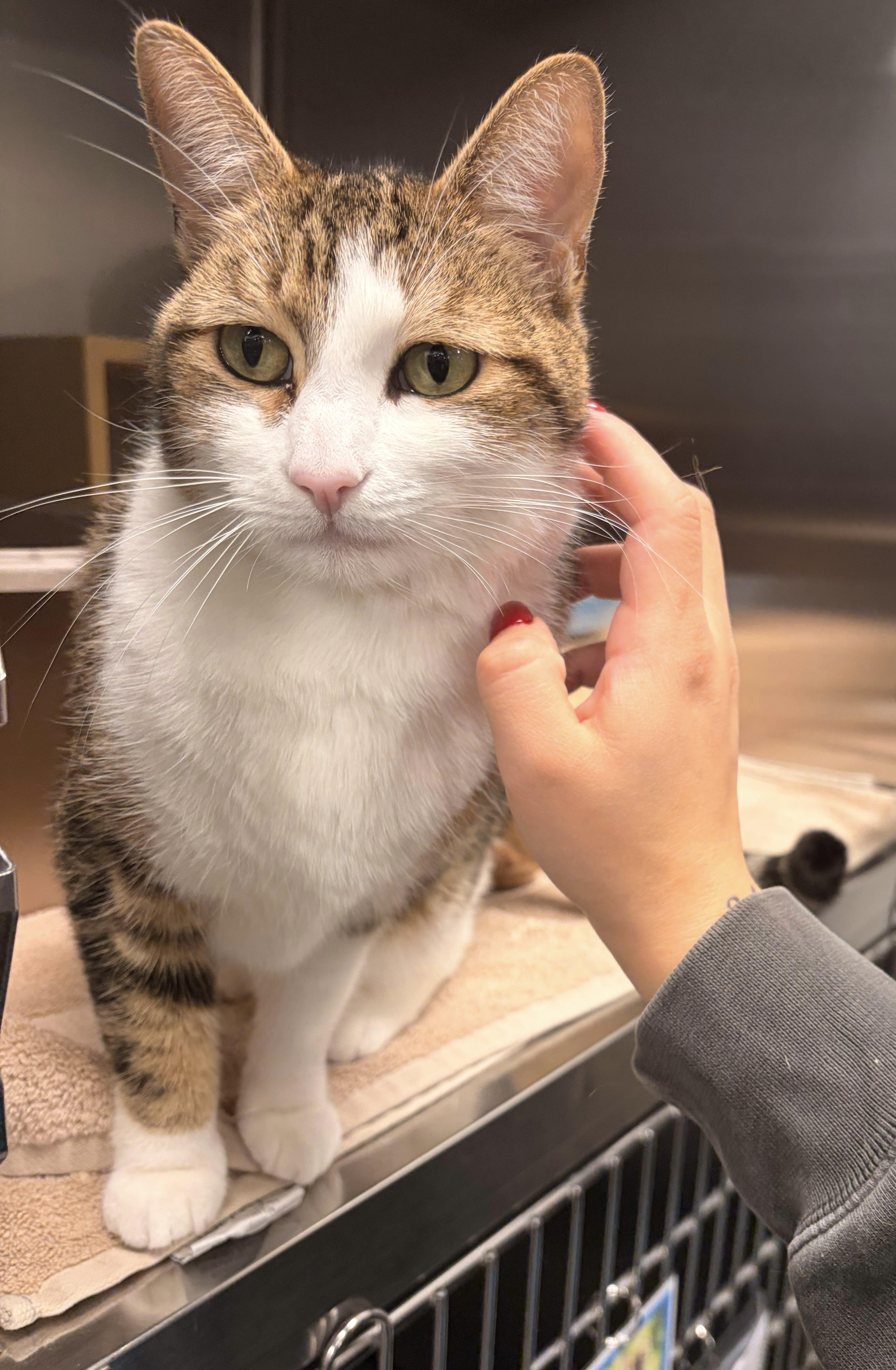 Blessing - cat available for adoption at The Ark of San Juan