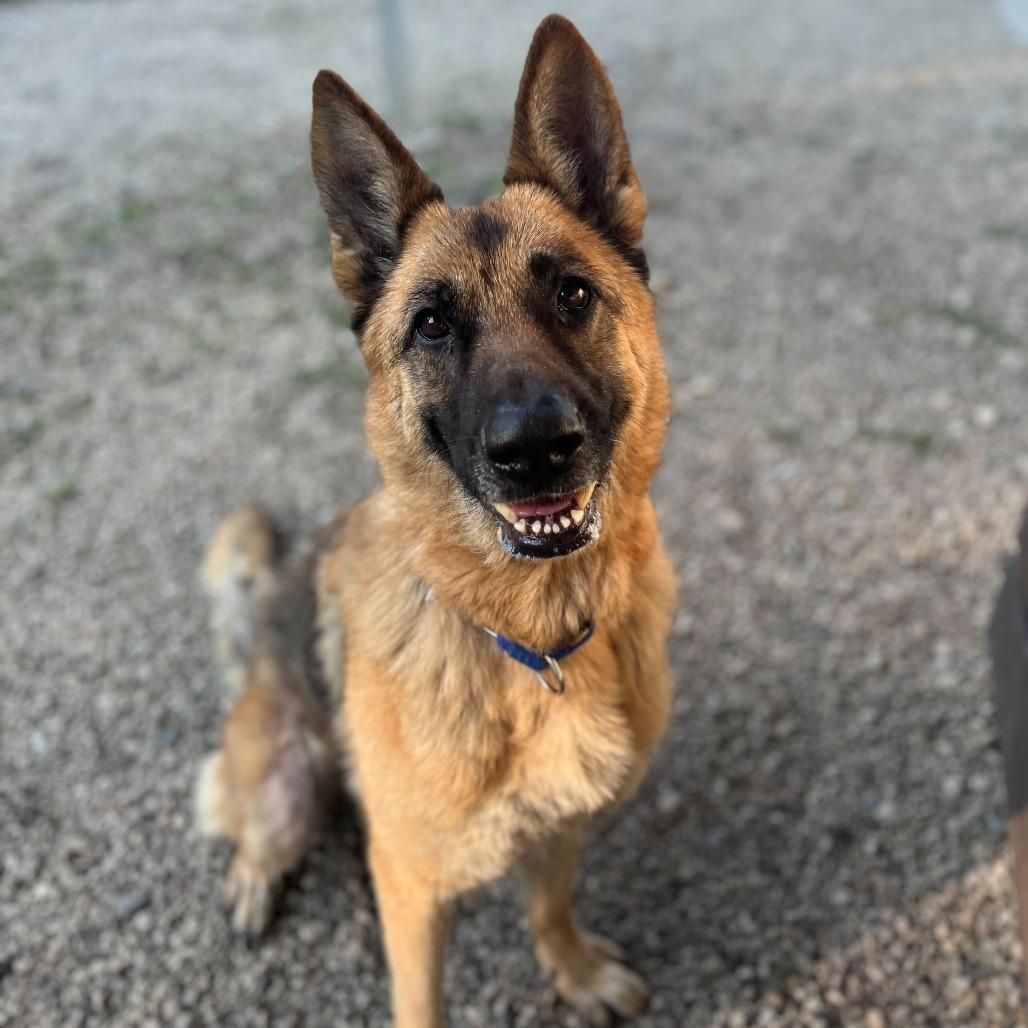 Betsy, Adoptable, Senior Female German Shepherd Dog.