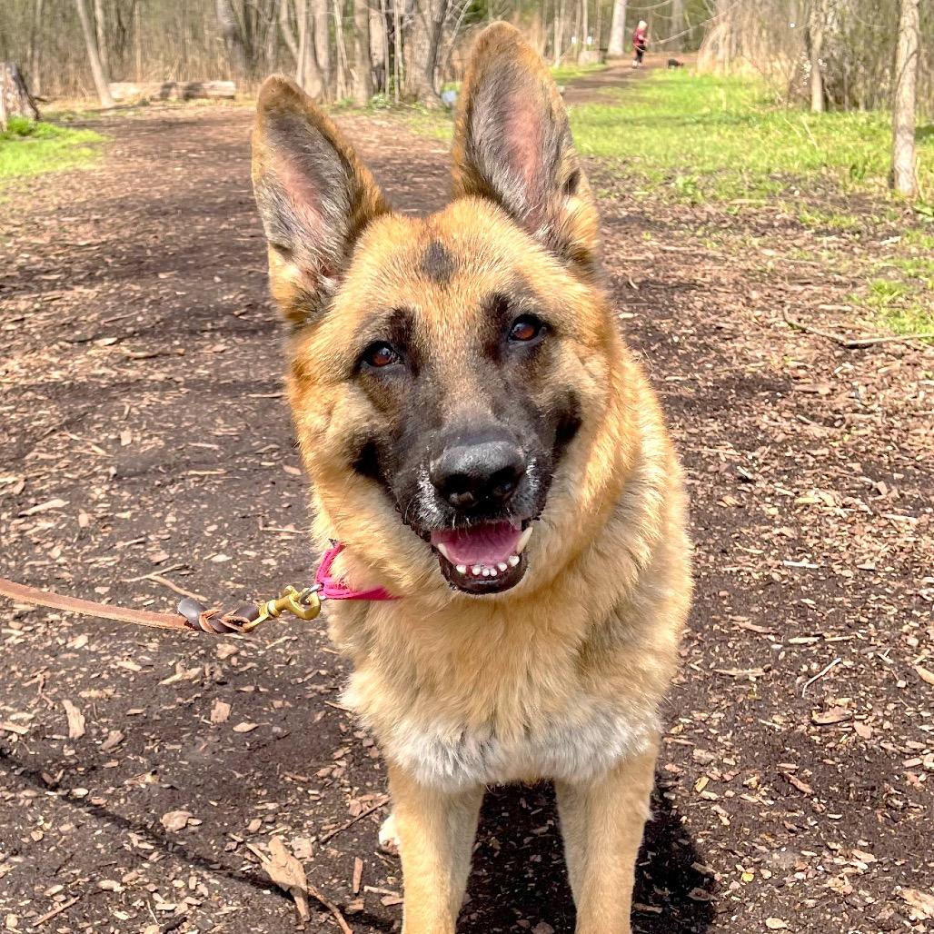 Enlarge Betsy, a Adoptable German Shepherd Dog in Deerfield, IL image 2/4
