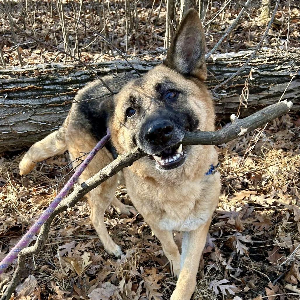 Enlarge Betsy, a Adoptable German Shepherd Dog in Deerfield, IL image 3/4