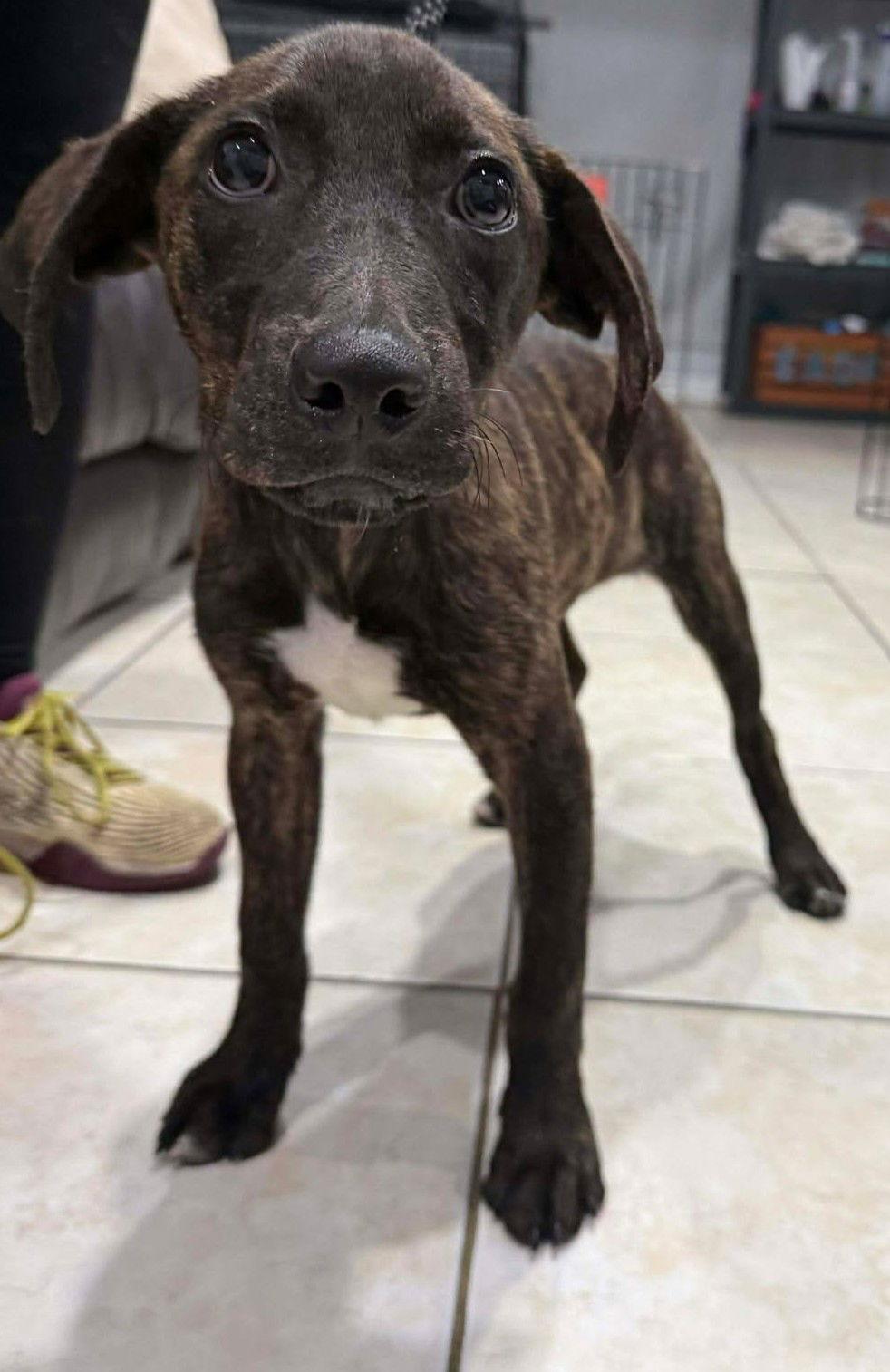 Piper, Adoptable, Puppy Male Terrier.