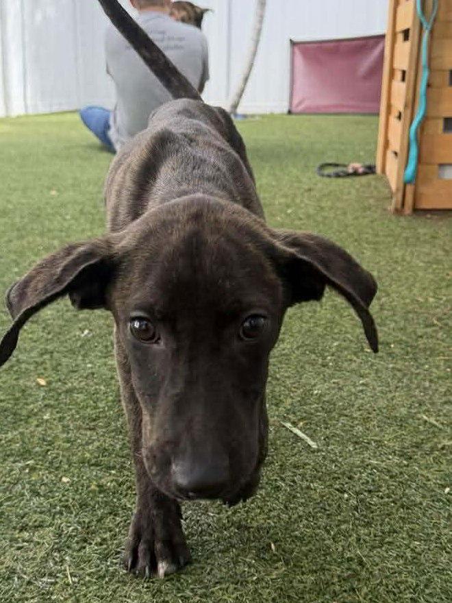 Piper, a Adoptable Terrier in Pompano Beach, FL image 2/3