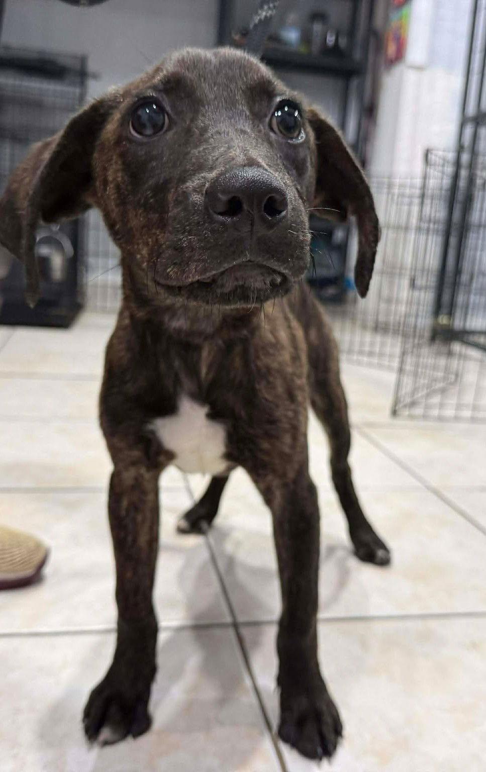 Piper, a Adoptable Terrier in Pompano Beach, FL image 3/3