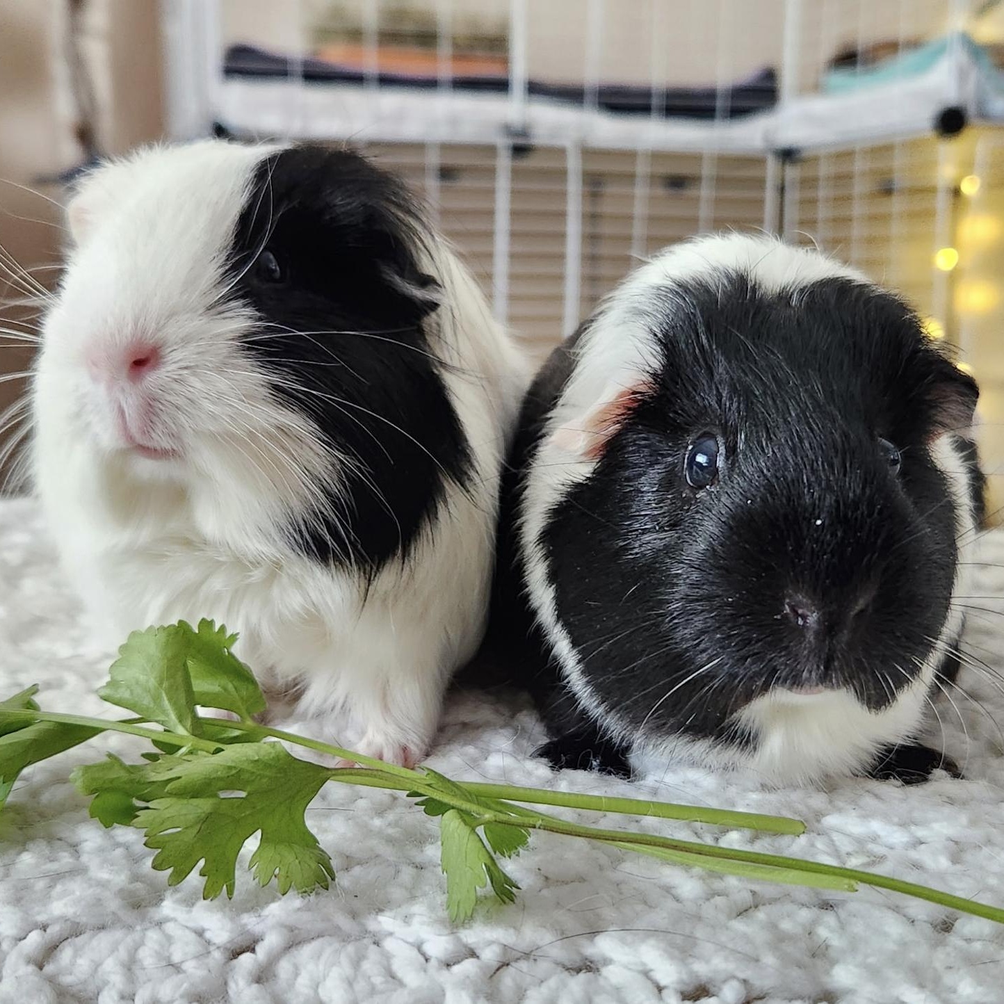 Drippy & Paityn BONDED PAIR, ADOPTABLE, Senior Female Guinea Pig.