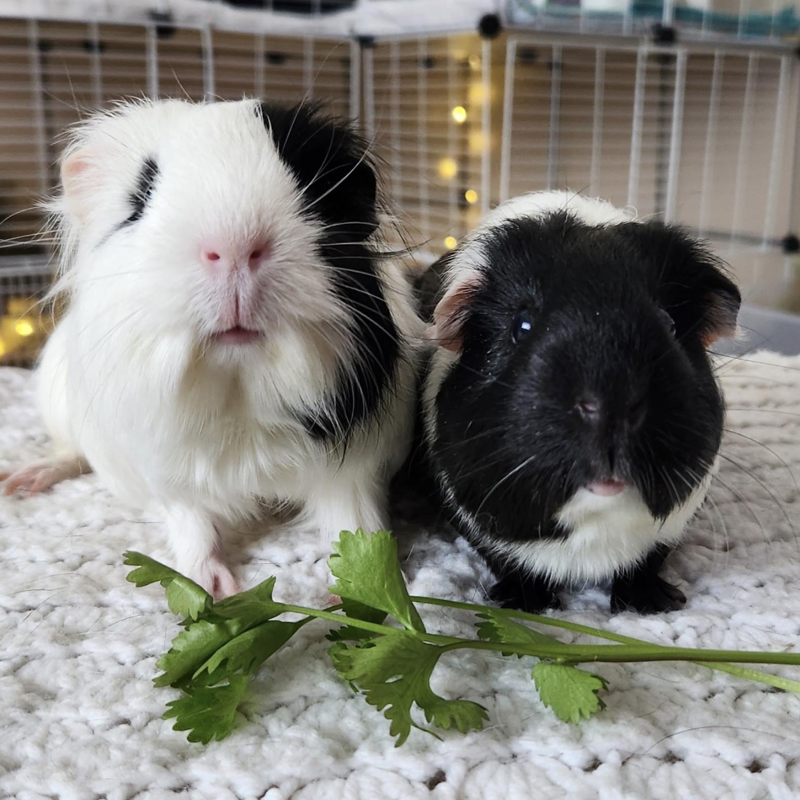 Enlarge Drippy & Paityn BONDED PAIR, a ADOPTABLE Guinea Pig in Minneapolis, MN image 2/4