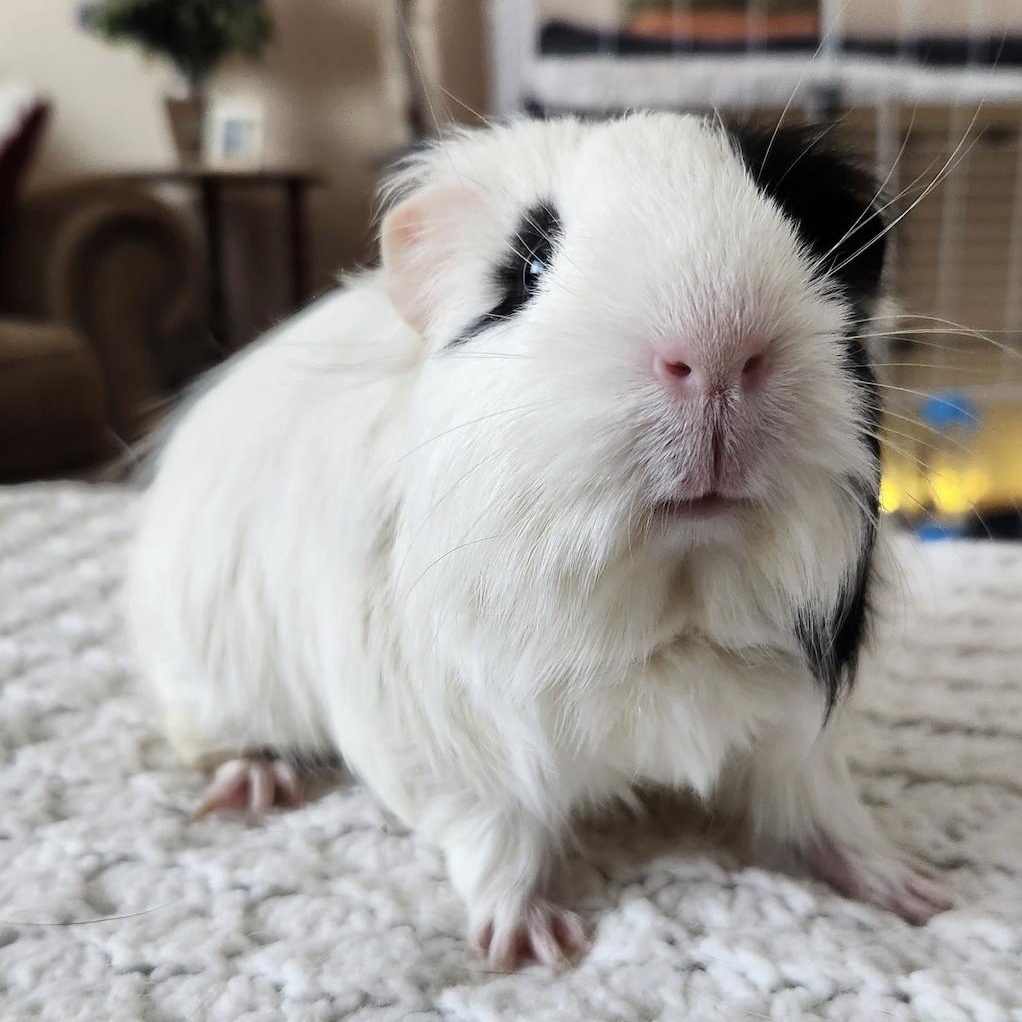 Enlarge Drippy & Paityn BONDED PAIR, a ADOPTABLE Guinea Pig in Minneapolis, MN image 3/4