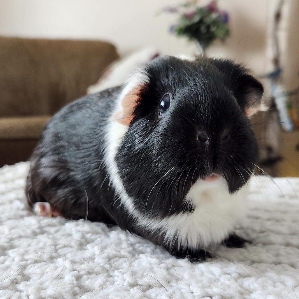 Enlarge Drippy & Paityn BONDED PAIR, a ADOPTABLE Guinea Pig in Minneapolis, MN image 4/4