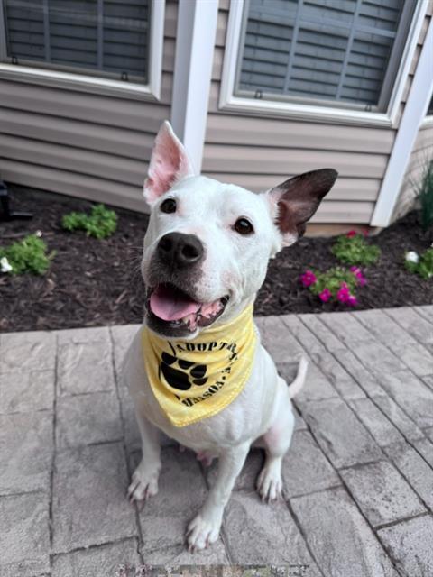 ELLE, Adoptable, Young Female Mixed Breed.