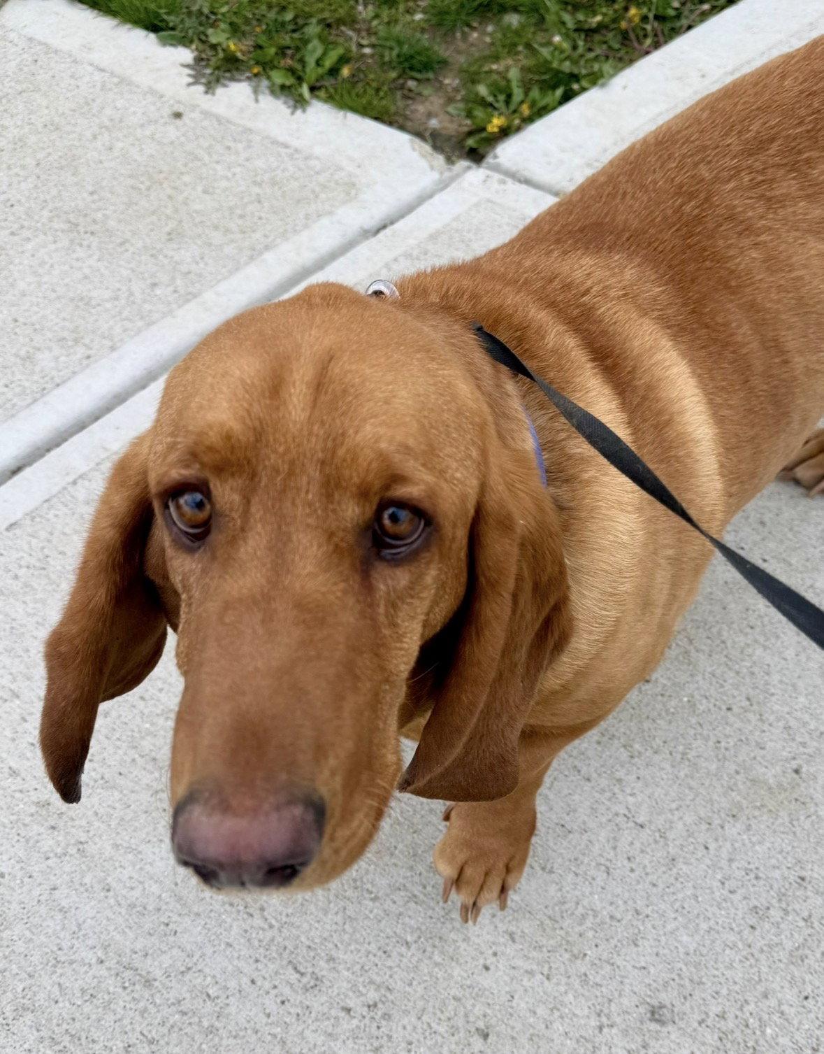 Harley, Adopted, Adult Female Basset Hound.
