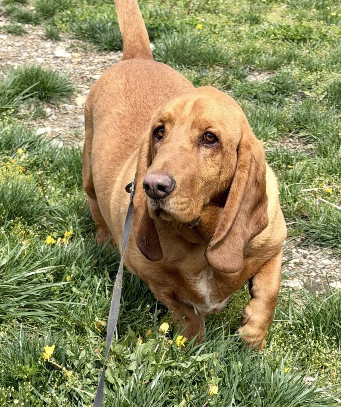 Enlarge Harley, a Adopted Basset Hound in Brookville, OH image 2/3