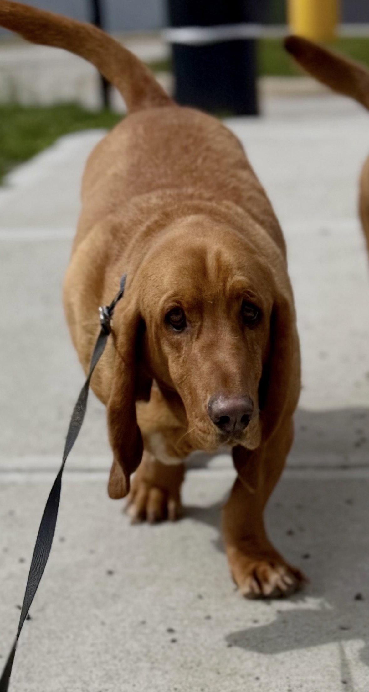 Enlarge Harley, a Adopted Basset Hound in Brookville, OH image 3/3