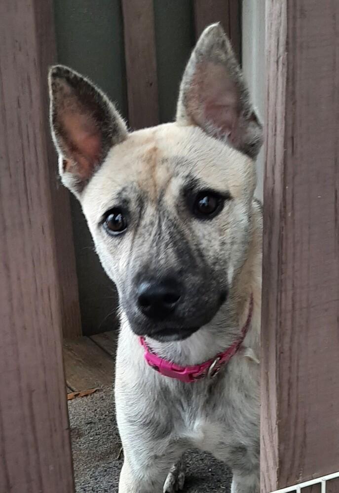 Holly, Adoptable, Puppy Female Dutch Shepherd & Cattle Dog.